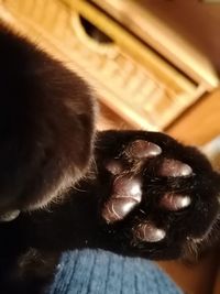 Close-up of black cat on bed