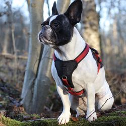 Portrait of dog at park