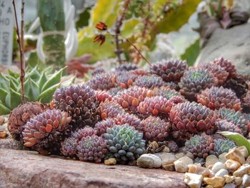 Close-up of fruits growing in market