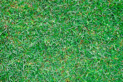 Full frame shot of fresh green grass