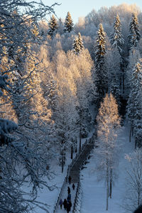 Trees in forest during autumn