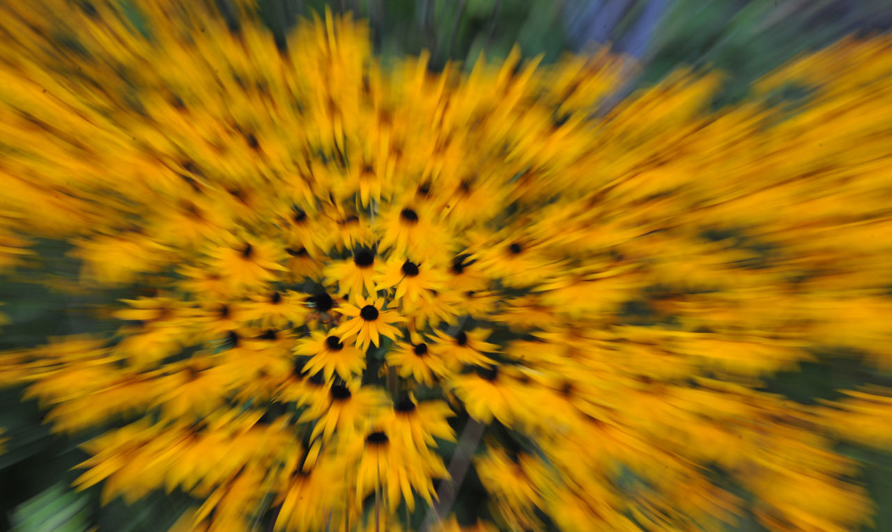 CLOSE-UP OF YELLOW DANDELION FLOWER