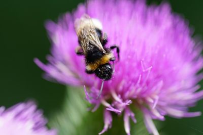 Close-up of honey bee on purple flower