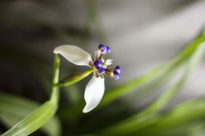 Close-up of insect on white flower