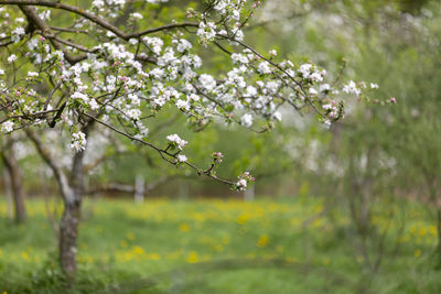 Close-up of white cherry blossom tree