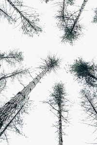 Low angle view of trees against clear sky