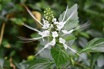 Close-up of white flowering plant