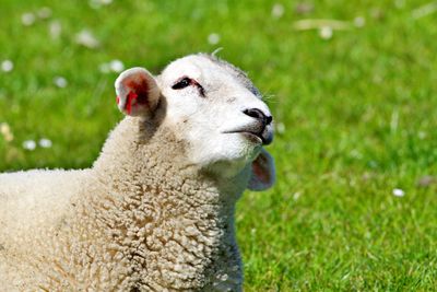 Close-up of sheep on field