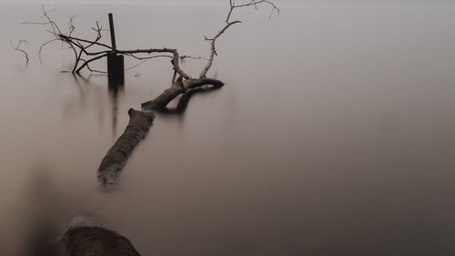 Reflection of bare tree in lake