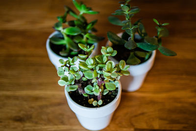 Small succulents in white pot on wood cutting board