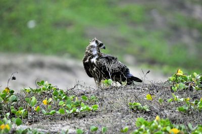 Close-up of bird perching on plant