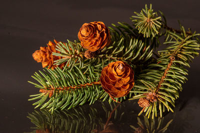 High angle view of pine cone on tree