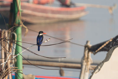 Bird perching on a cable