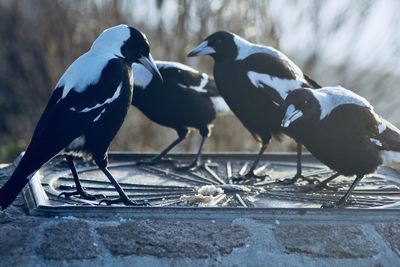 Close-up of birds perching on sun dial