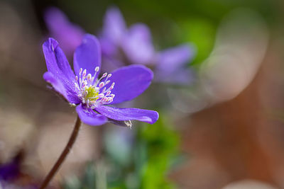 Close-up of purple crocus flower
