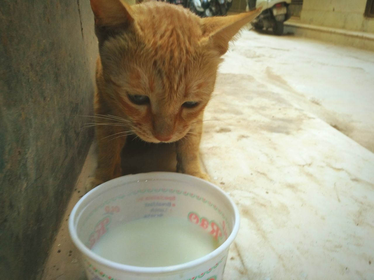 CAT LOOKING THROUGH BOWL