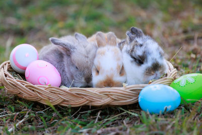 Close-up of rabbit in nest