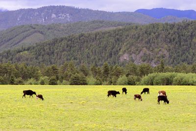 Cattle grazing on field against mountains