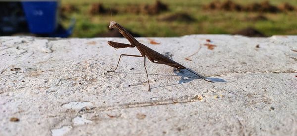 Close-up of grasshopper on rock