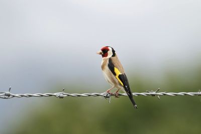 Bird perching on barbed wire