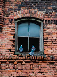 View of window on brick wall