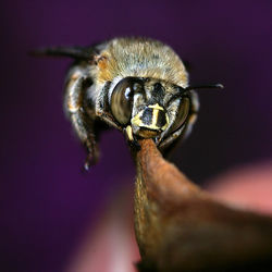 Close-up of bee on dry leaf