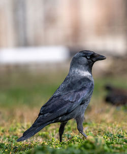 Black bird perching on a field