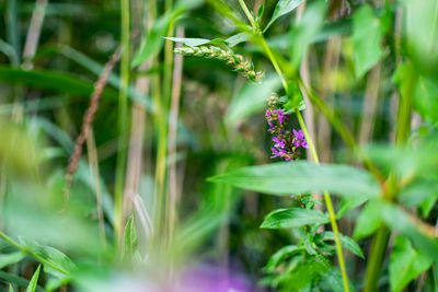 Close-up of purple flowering plant