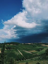 Scenic view of agricultural field against sky