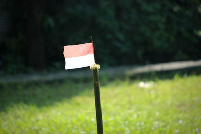 Close-up of flag on field