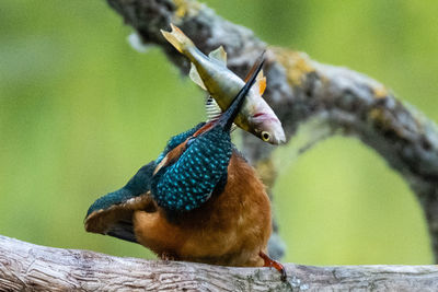 Close-up of bird perching on branch