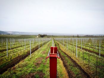 Tranquil rural scene with vineyard in springtime