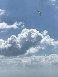 Low angle view of seagull flying in sky