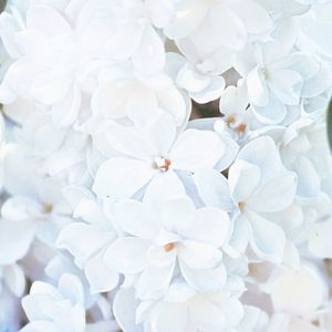 Close-up of white flower