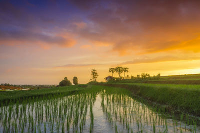 A view of newly planted rice fields with green rice in a fiery red sunset