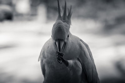 Close-up of bird perching outdoors