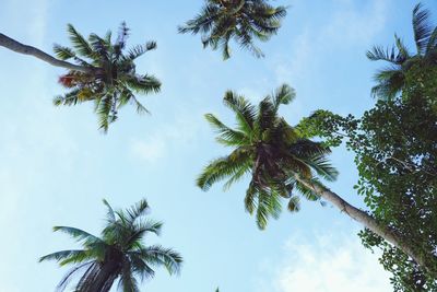 Low angle view of palm trees against sky