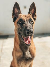 Close-up portrait of dog looking away