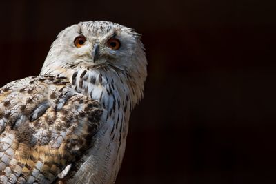 Close-up portrait of owl