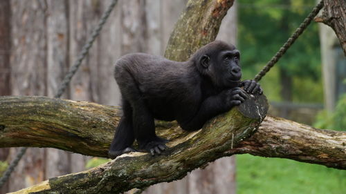 Monkey sitting on tree branch