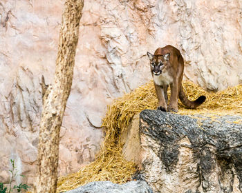 Mountain lion on rock