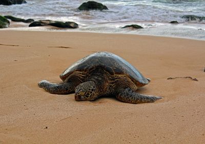 Turtle on beach