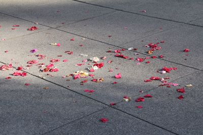 High angle view of red roses on footpath