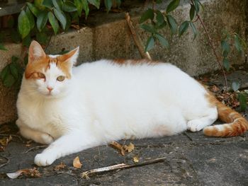 Portrait of cat sitting outdoors