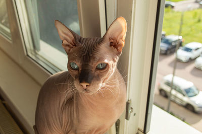 Sphynx cat sitting near open window in summer