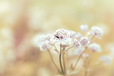 Close-up of insect on flower