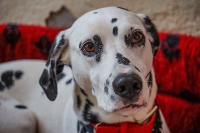 Close-up of dalmatian dog at home