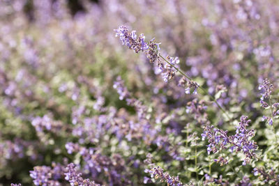 Close-up of bumblebee on purple flowering plant