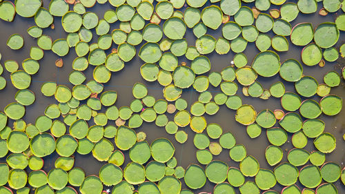 Full frame shot of leaves floating on lake