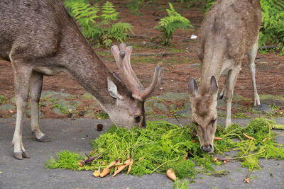 Deer in a field